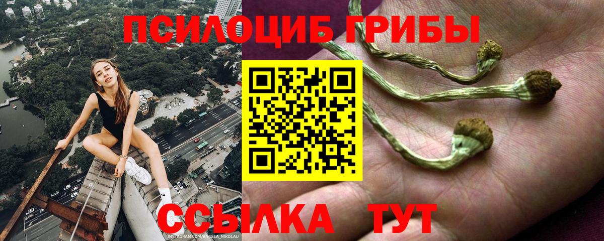 Псилоцибиновые грибы Psilocybe Кубинка